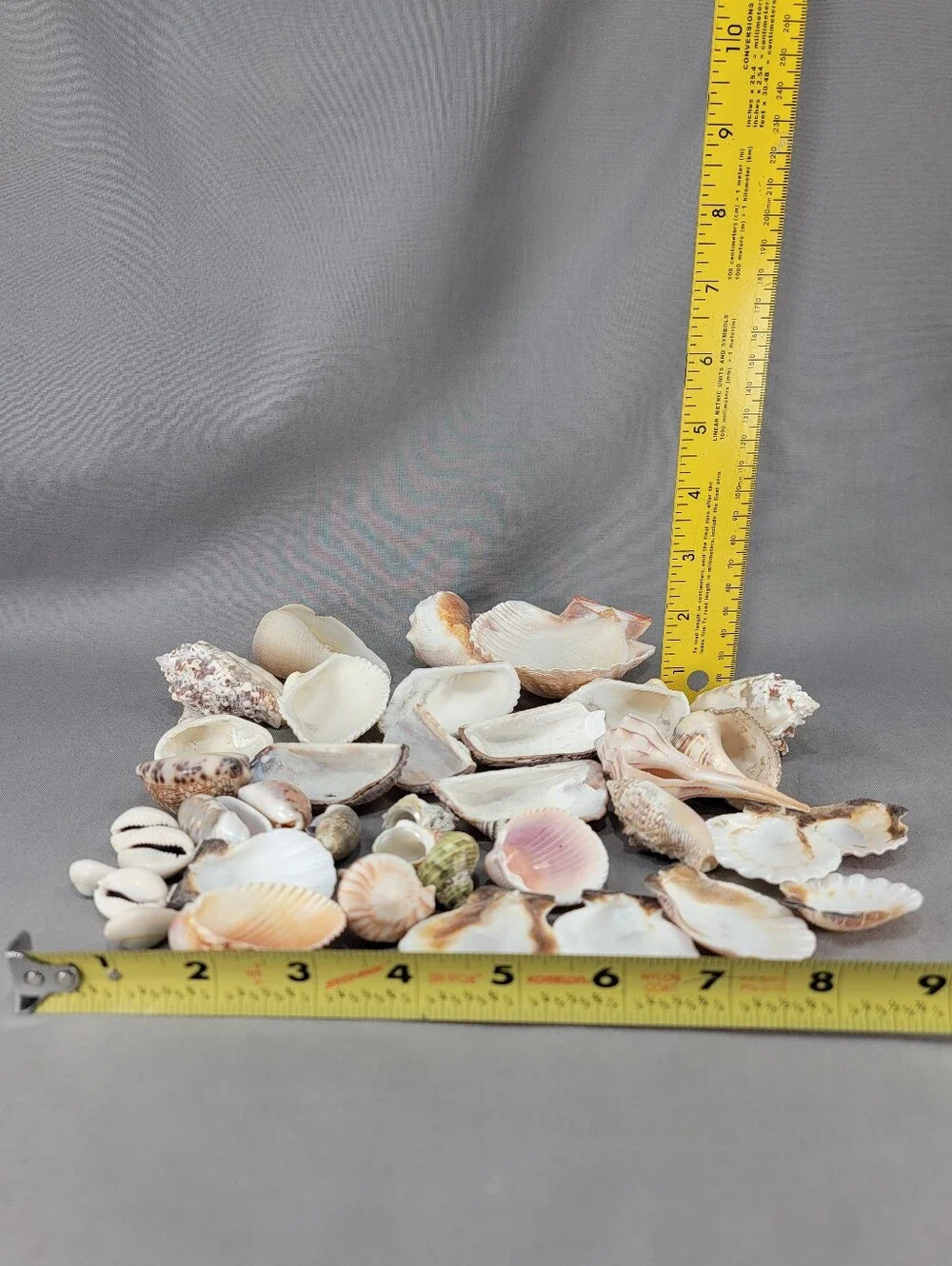 Assorted Seashell Shell Lot Coastal Beach Wedding Crafts Nautical Decor